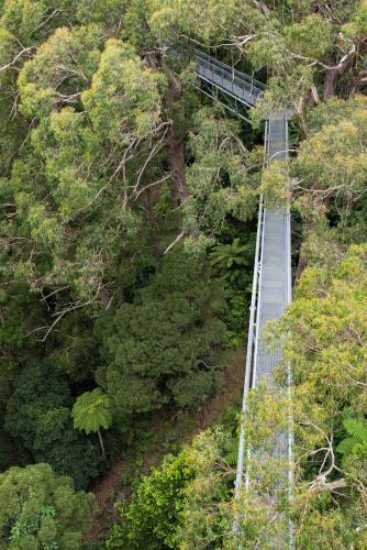 Treetop walkway through the tree canopy near Sydney - Australian Stock Image