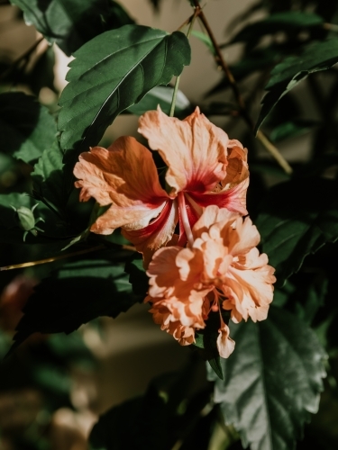 Tropical Flower - Australian Stock Image