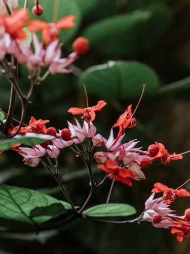 Tropical Flowers - Australian Stock Image