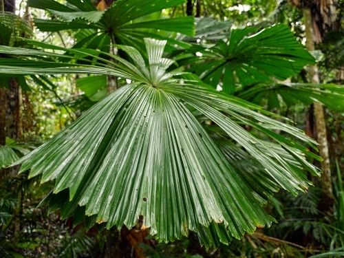 Tropical palm in a rainforest