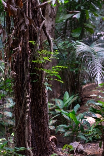 tropical trees and plants - Australian Stock Image