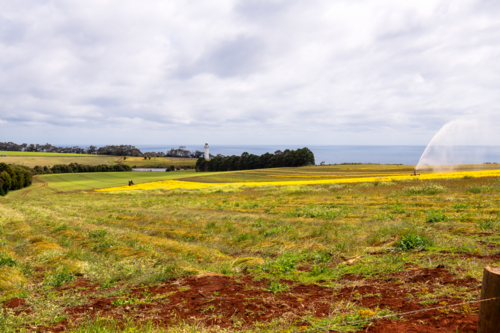 Tulip and flower farm in Tasmania - Australian Stock Image