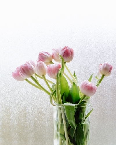 Tulips on a window sill