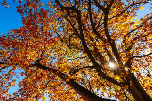Turning leaves in a tree on a warm sunny autumn day in the Dandenongs region and town of Kallista - Australian Stock Image