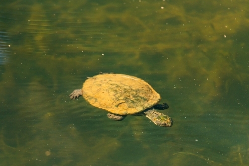 Turtle floating in water - Australian Stock Image