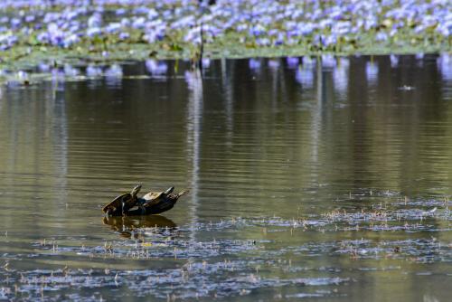 Turtles on a branch in water with water lillies and reflections - Australian Stock Image