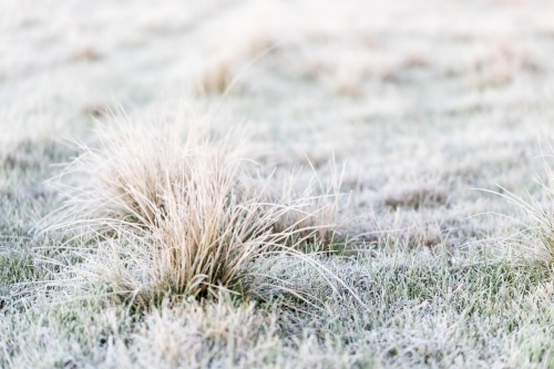 tussocks of grass on frosty morning - Australian Stock Image