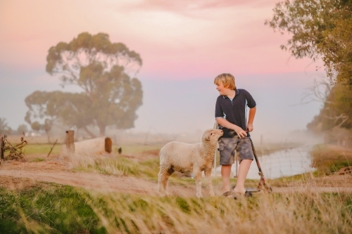 Twilight portrait image of young boy riding scooter in country setting with pet sheep - Australian Stock Image