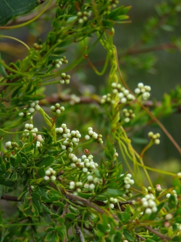 Twisting, entwining  'Devils twine' with tiny white buds - Australian Stock Image