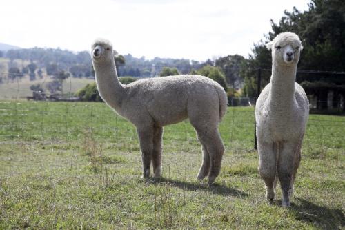 Two alpacas on a rural property