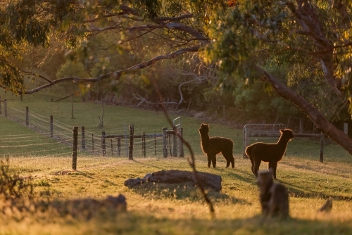 Two alpacas standing in field at last light of the afternoon - Australian Stock Image