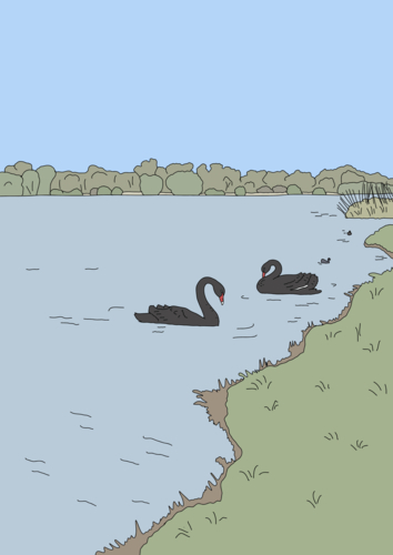 Two black swans on blue lake with grassy surrounds and blue sky - Australian Stock Image
