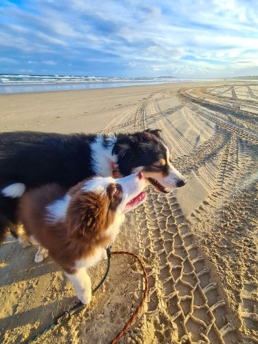 Two Border Collie breed dogs on an afternoon beach walk - Australian Stock Image