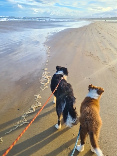 Two Border Collie breed dogs on an afternoon beach walk - Australian Stock Image