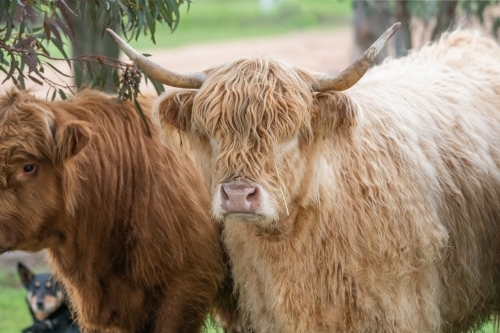 Two brown highland cows standing together surrounded by trees - Australian Stock Image