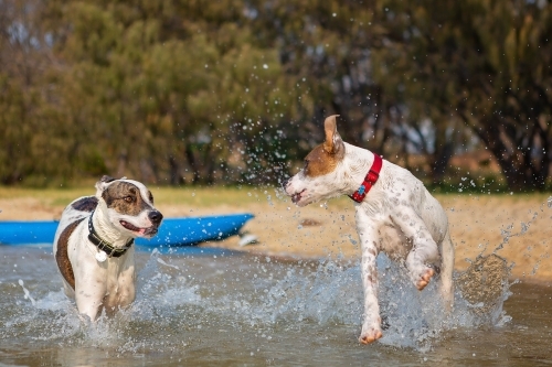 Two Bull Arabs splashingin the water - Australian Stock Image