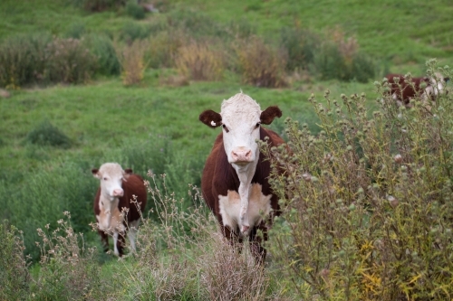 Two cows in a paddock - Australian Stock Image