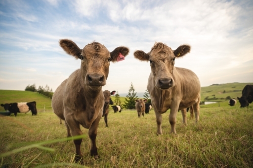 Two cows looking into the camera - Australian Stock Image