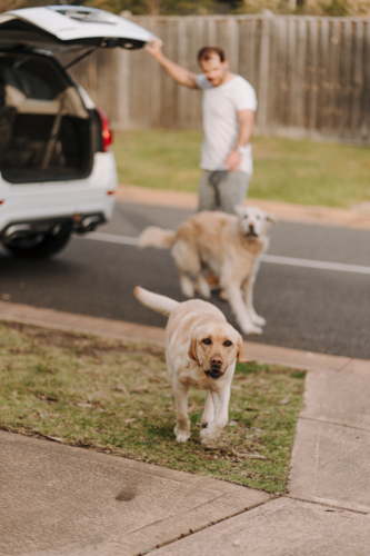 Two dogs getting off the car boot. - Australian Stock Image