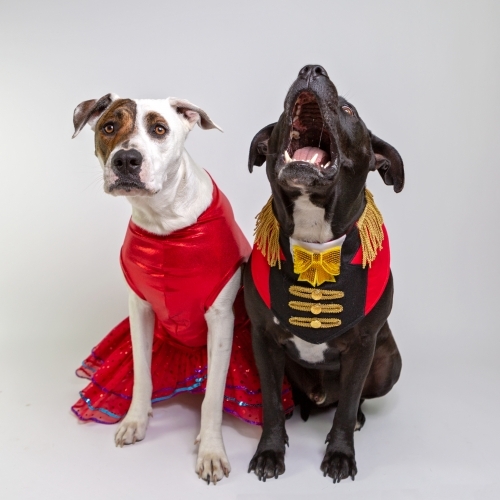 two dogs in fancy dress costumes - Australian Stock Image