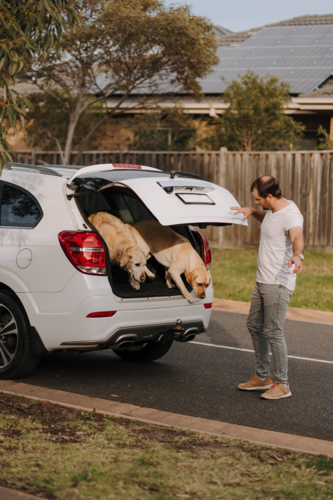 Two dogs jumping off the car boot. - Australian Stock Image