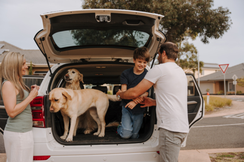 Two dogs loaded into the car boot with boy - Australian Stock Image