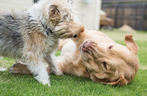 Two dogs playing in the backyard - Australian Stock Image