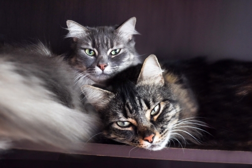 Two fluffy cats cuddling up to one another. - Australian Stock Image