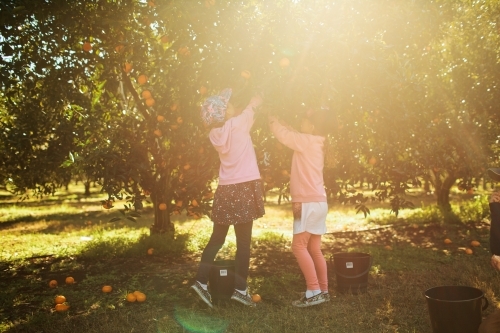 Two girls picking mandarins at a farm - Australian Stock Image