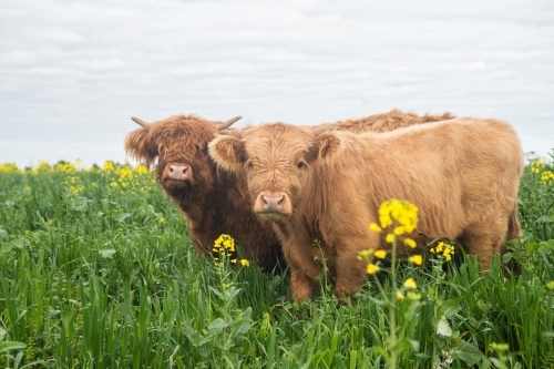 Two highland cows standing together in big paddock with yellow flowers - Australian Stock Image