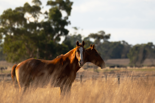 Two horses standing in the paddock on the farm in the late afternoon sun - Australian Stock Image