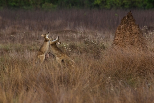 Two kangaroos fighting in the middle of the dry grassland. - Australian Stock Image