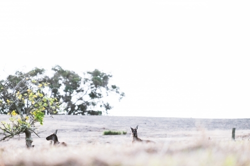 Two kangaroos in a field half hidden by foreground - Australian Stock Image