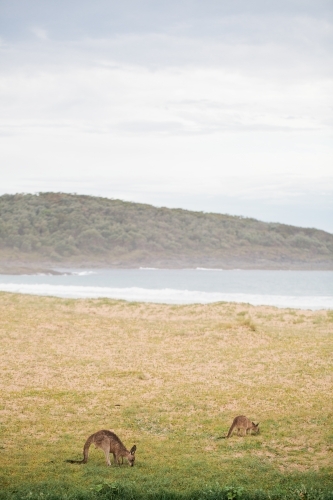 Two Kangaroos near the beach - Australian Stock Image