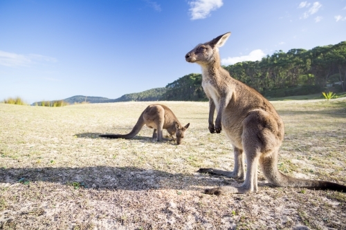 Two kangaroos on Pebbly Beach closeup - Australian Stock Image