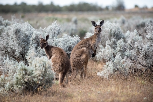 Two Kangaroos standing in dry bushland - Australian Stock Image