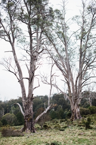 Two large trees in front of bushland - Australian Stock Image