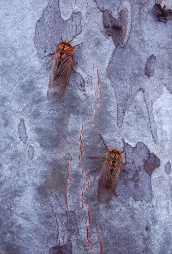 Two Masked Devil Cicadas on Scribbly Gum bark - Australian Stock Image