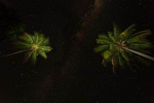 Two palm trees under the night starry skies - Australian Stock Image