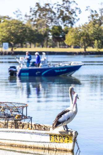 Two pelicans sitting on the side of a fishing boat - Australian Stock Image