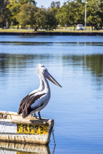 Two pelicans sitting on the side of a fishing boat - Australian Stock Image