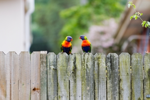 Two Rainbow Lorikeet birds perched on a timber fence facing at each other in suburbia