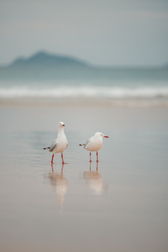 Two seagulls standing together on the beach with reflection in wet sand - Australian Stock Image