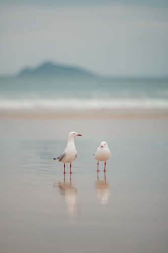 Two seagulls standing together on the beach with reflection in wet sand - Australian Stock Image