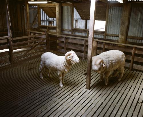 Two sheep inside a shearing shed - Australian Stock Image