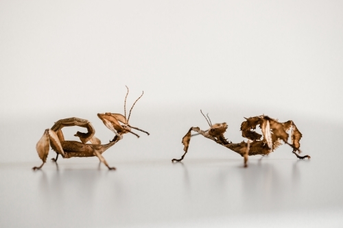 two spiny leaf insects, a male on the left and a female on the right (Extatosoma tiaratum) - Australian Stock Image