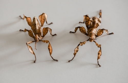 two spiny leaf insects, a male on the left and a female on the right (Extatosoma tiaratum)