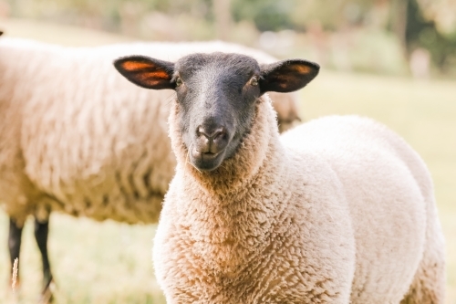 two suffolk sheep close up in paddock - Australian Stock Image