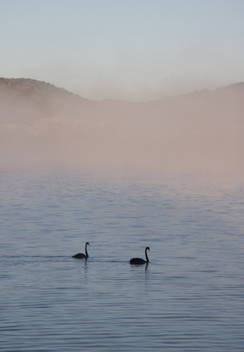 Two swans on a dam on a country morning - Australian Stock Image