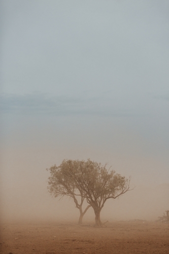 Two Trees in dusty haze - Australian Stock Image